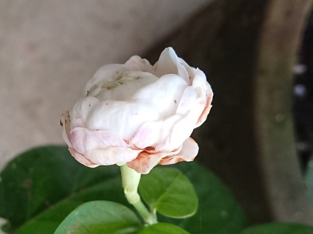 f:id:ninasimone:20210819083742j:image