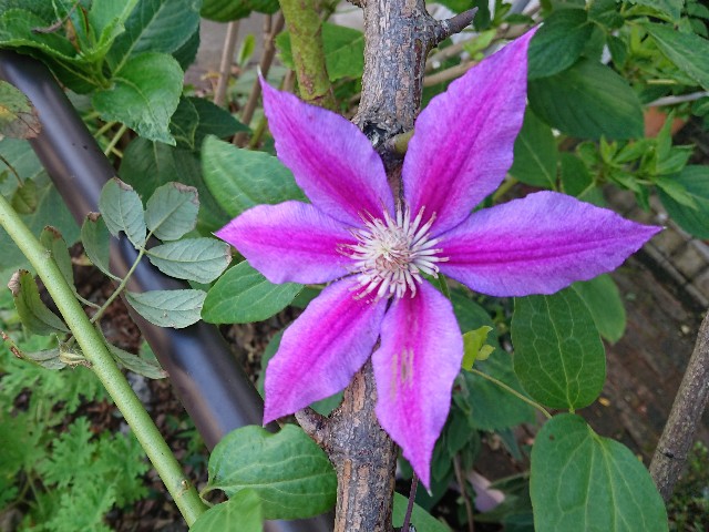f:id:ninasimone:20210824125920j:image