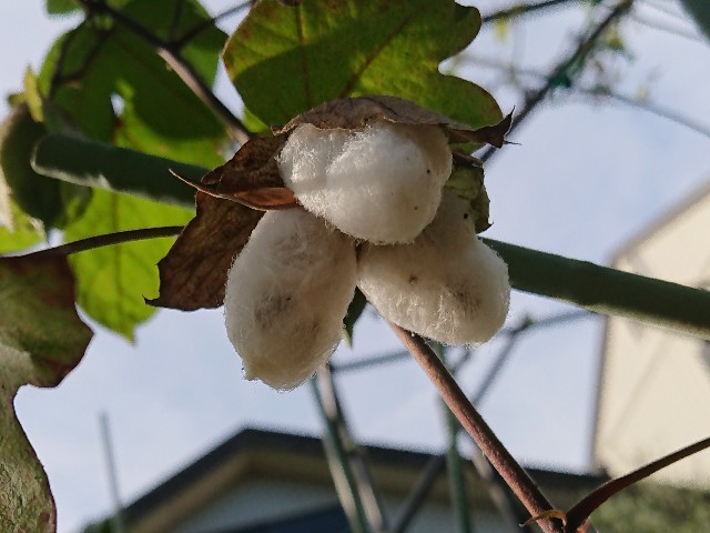 f:id:ninasimone:20210827174318j:image f:id:ninasimone:20210827174318j:image