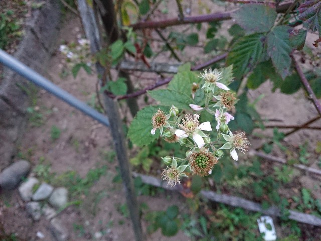 f:id:ninasimone:20211004175011j:image