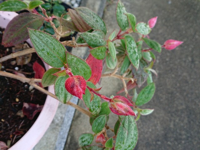 f:id:ninasimone:20211120081552j:image