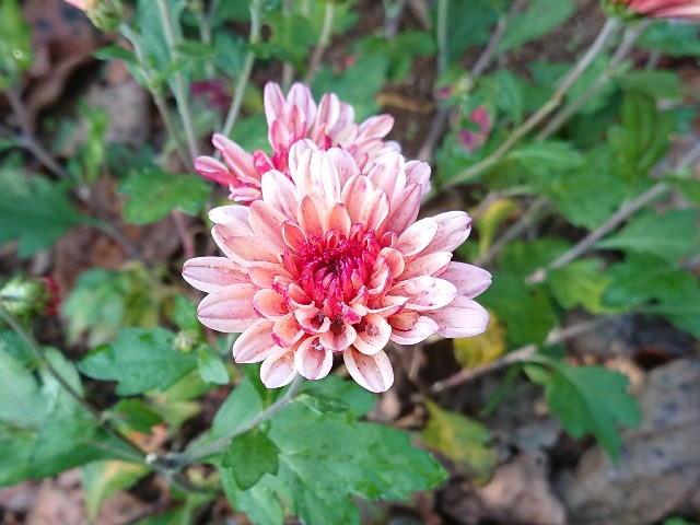 f:id:ninasimone:20211125212230j:image