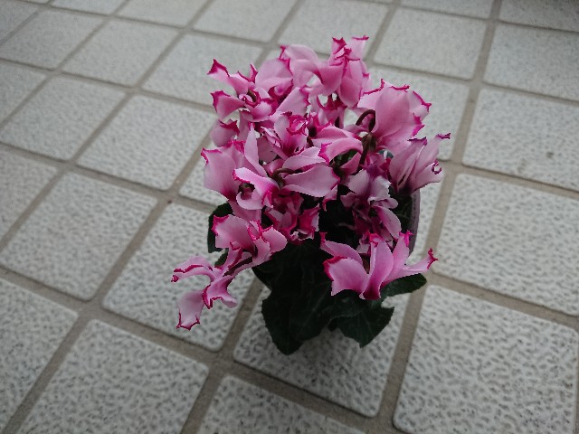 f:id:ninasimone:20211212140129j:image