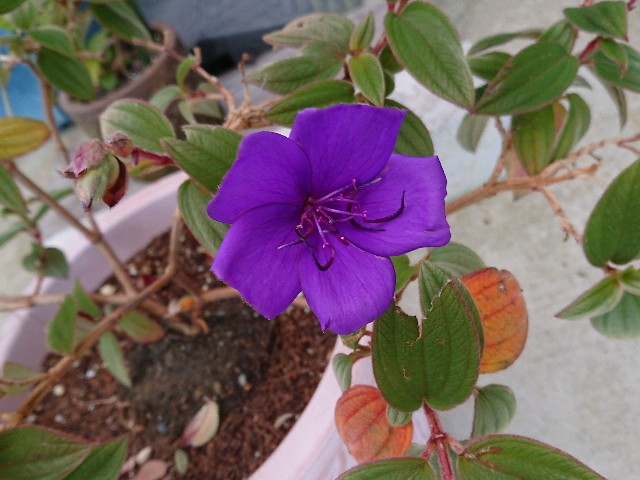 f:id:ninasimone:20211216220938j:image