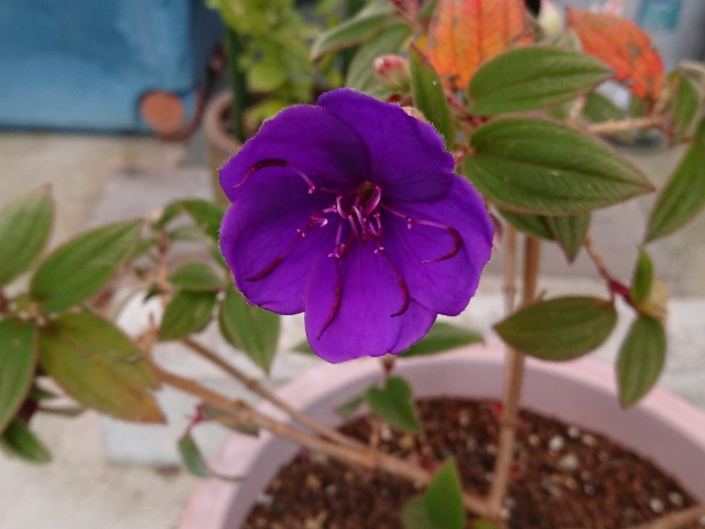f:id:ninasimone:20211216220951j:image
