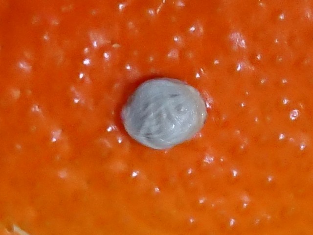f:id:ninasimone:20211223212857j:image