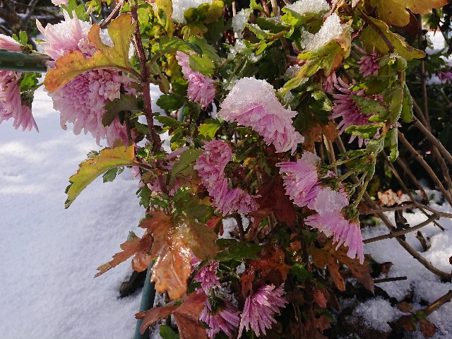 f:id:ninasimone:20211231105047j:image
