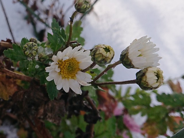 f:id:ninasimone:20211231112226j:image