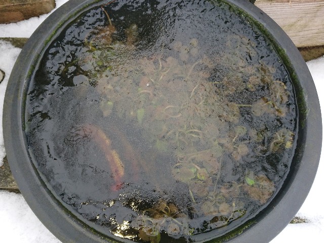 f:id:ninasimone:20220123075511j:image