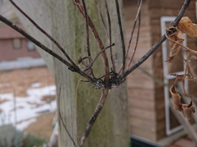 f:id:ninasimone:20220124152705j:image
