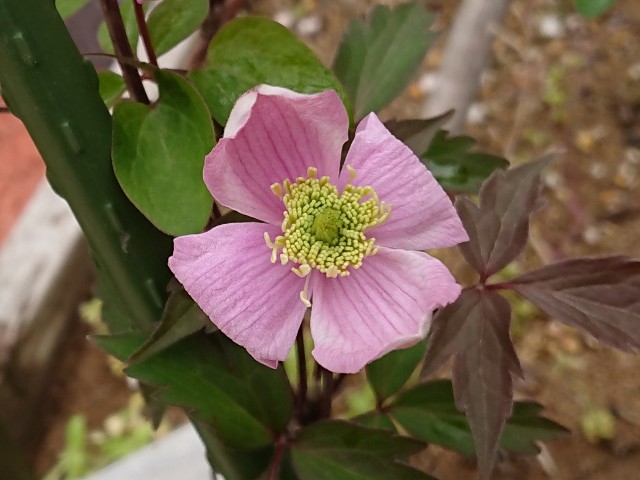 f:id:ninasimone:20220124153130j:image