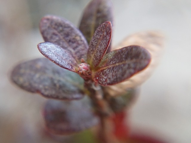 f:id:ninasimone:20220201222149j:image