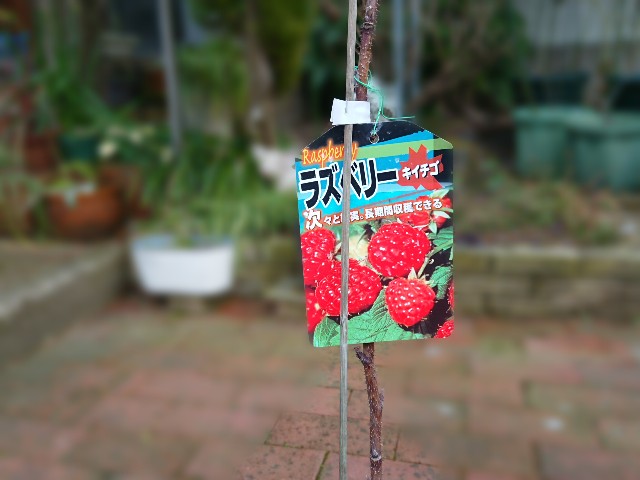 f:id:ninasimone:20220212165427j:image