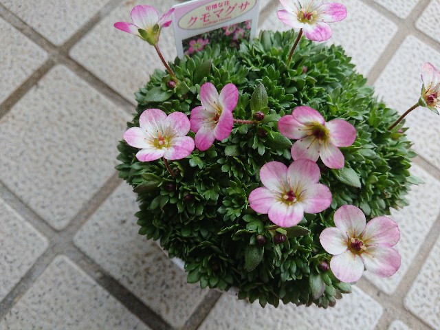 f:id:ninasimone:20220224192250j:image