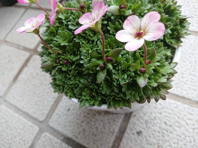 f:id:ninasimone:20220224193719j:image