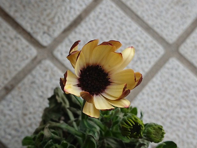 f:id:ninasimone:20220224195200j:image