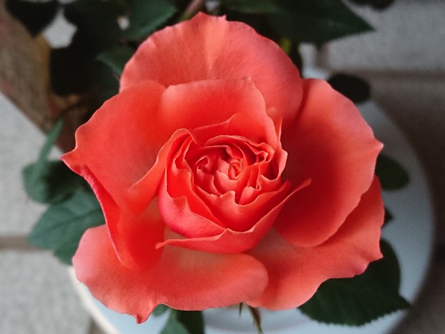 f:id:ninasimone:20220317181831j:image