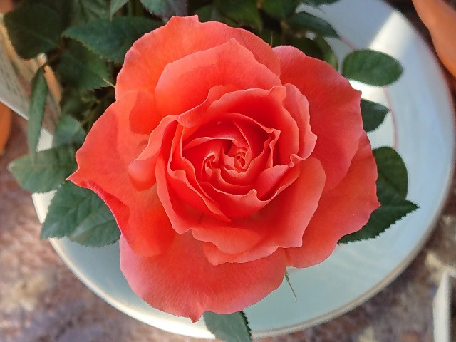 f:id:ninasimone:20220317181844j:image
