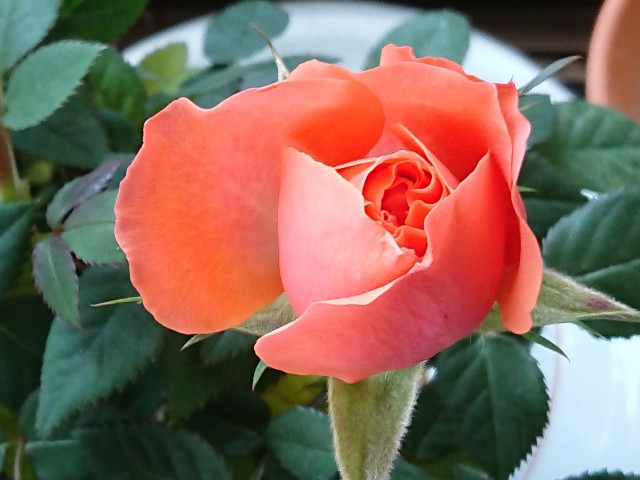 f:id:ninasimone:20220317182024j:image