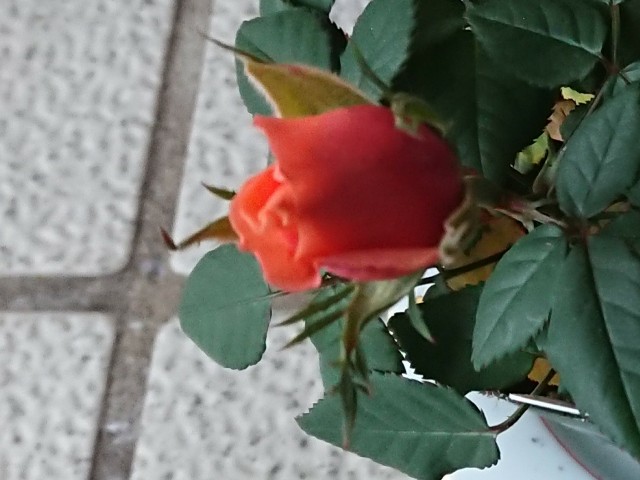 f:id:ninasimone:20220317182651j:image