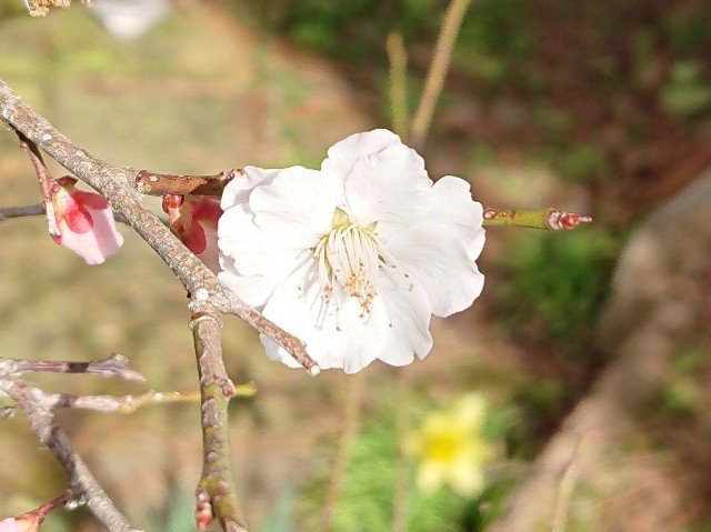 f:id:ninasimone:20220328110831j:image