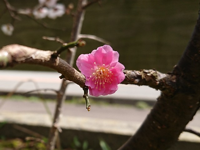 f:id:ninasimone:20220328123825j:image