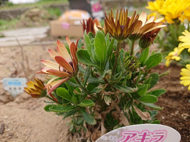 f:id:ninasimone:20220329141310j:image