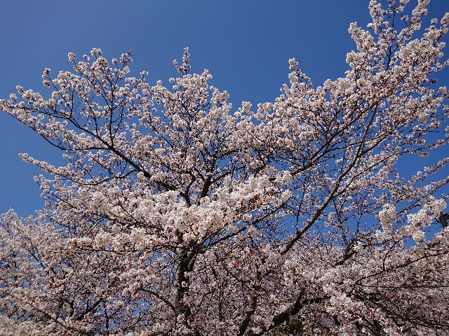 f:id:ninasimone:20220405174734j:image