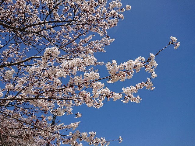 f:id:ninasimone:20220405174952j:image