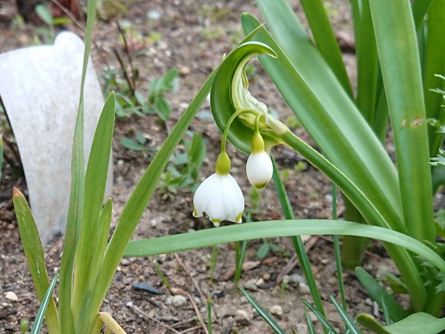 f:id:ninasimone:20220407171105j:image