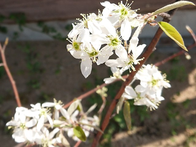 f:id:ninasimone:20220412142509j:image