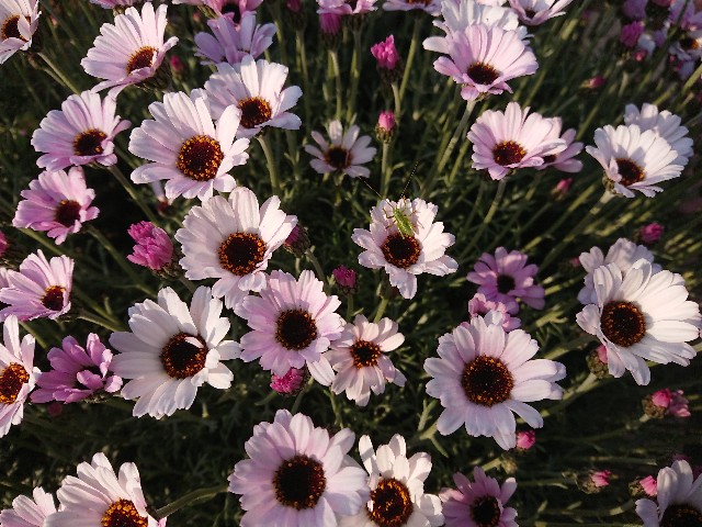 f:id:ninasimone:20220420075422j:image