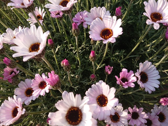 f:id:ninasimone:20220420075443j:image