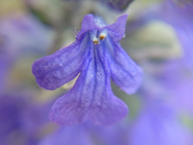 f:id:ninasimone:20220425172906j:image