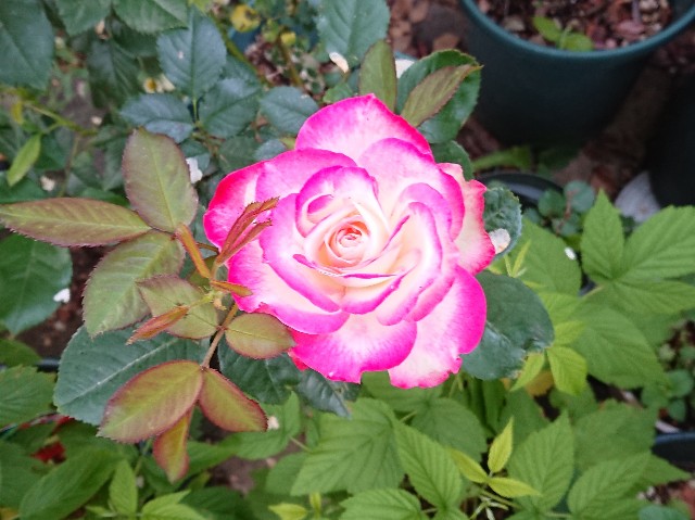 f:id:ninasimone:20220527102142j:image f:id:ninasimone:20220527102142j:image