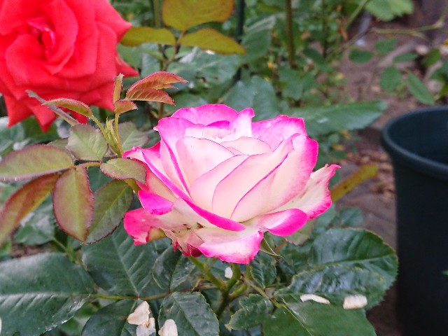 f:id:ninasimone:20220527102150j:image f:id:ninasimone:20220527102150j:image