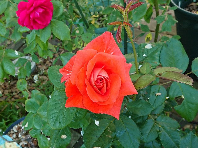 f:id:ninasimone:20220530090019j:image f:id:ninasimone:20220530090019j:image