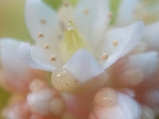 f:id:ninasimone:20220601061414j:image