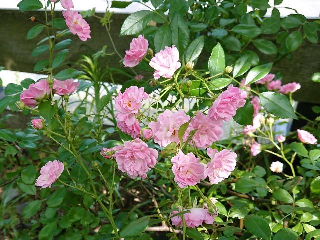 f:id:ninasimone:20220605182905j:image
