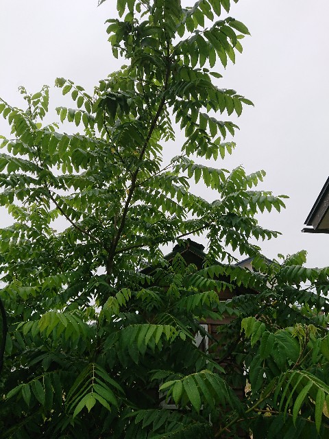 f:id:ninasimone:20220606121928j:image