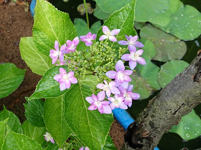 f:id:ninasimone:20220607125312j:image