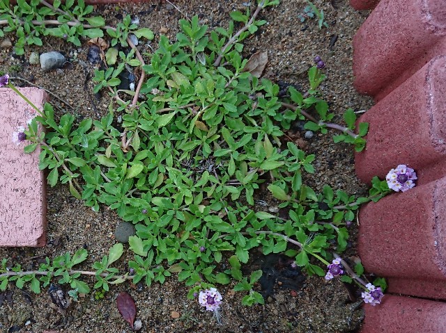 f:id:ninasimone:20220611180125j:image