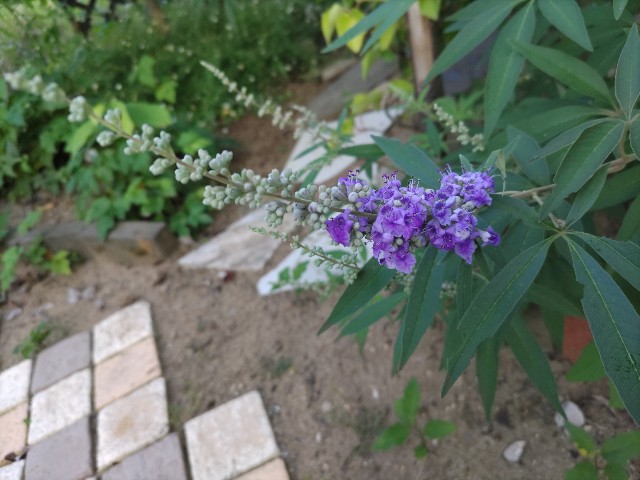 f:id:ninasimone:20220701073343j:image