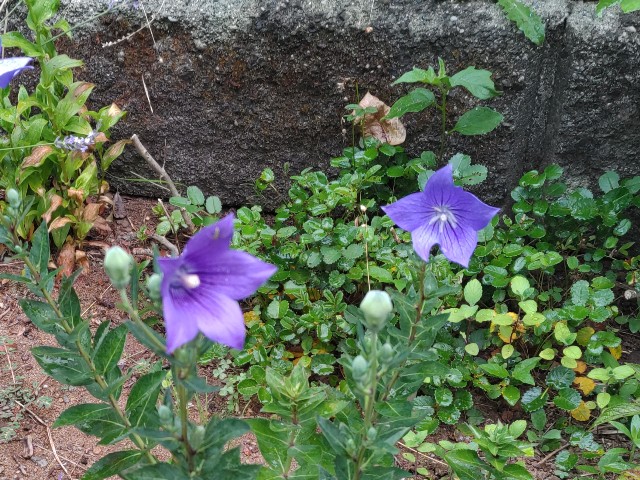 f:id:ninasimone:20220703073240j:image