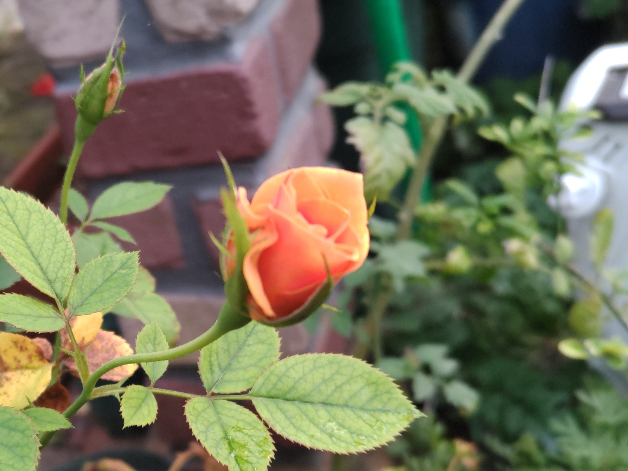 f:id:ninasimone:20220726222207j:image