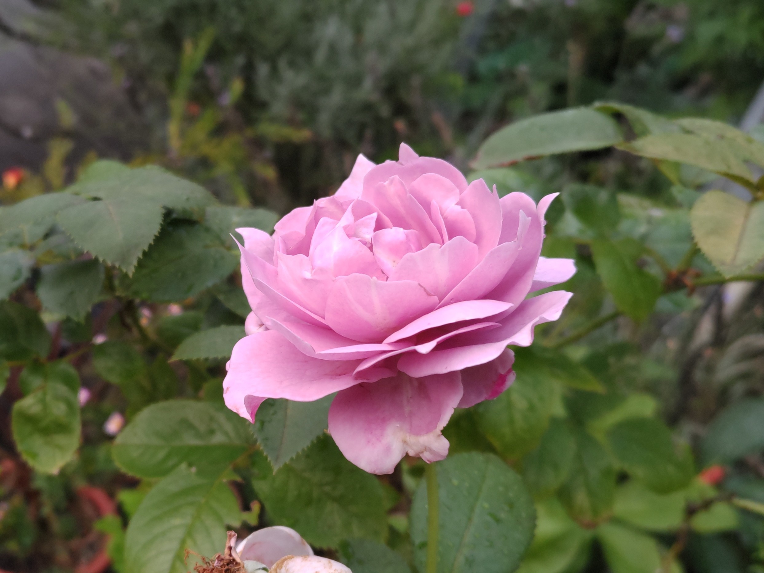 f:id:ninasimone:20220726222353j:image