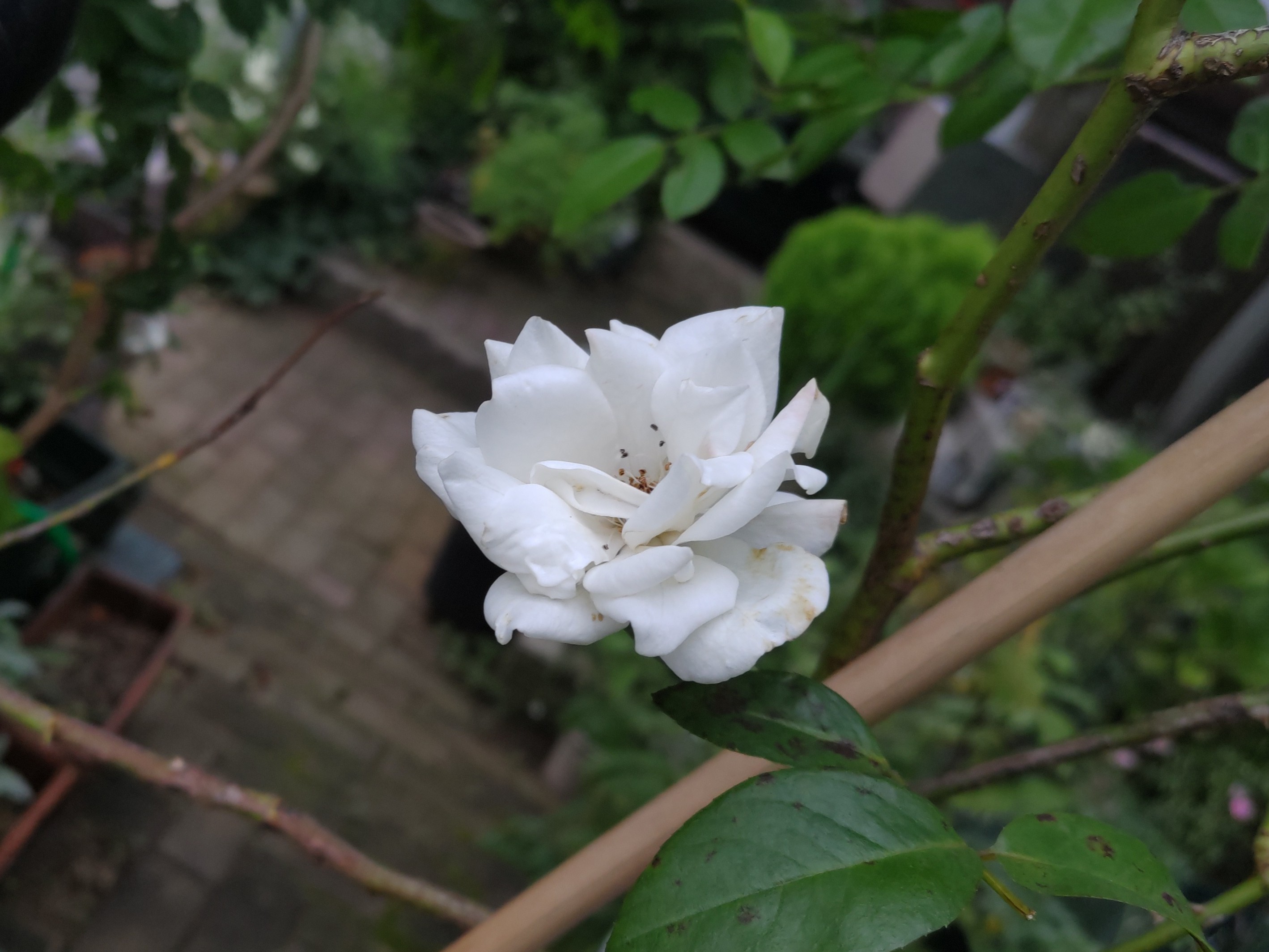 f:id:ninasimone:20220727064350j:image