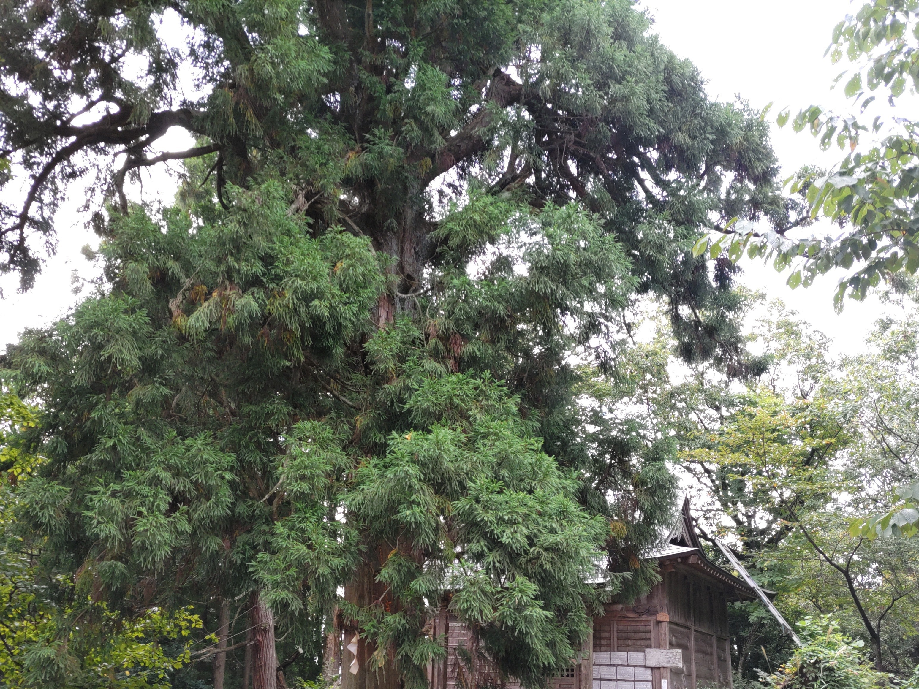 f:id:ninasimone:20221003215439j:image