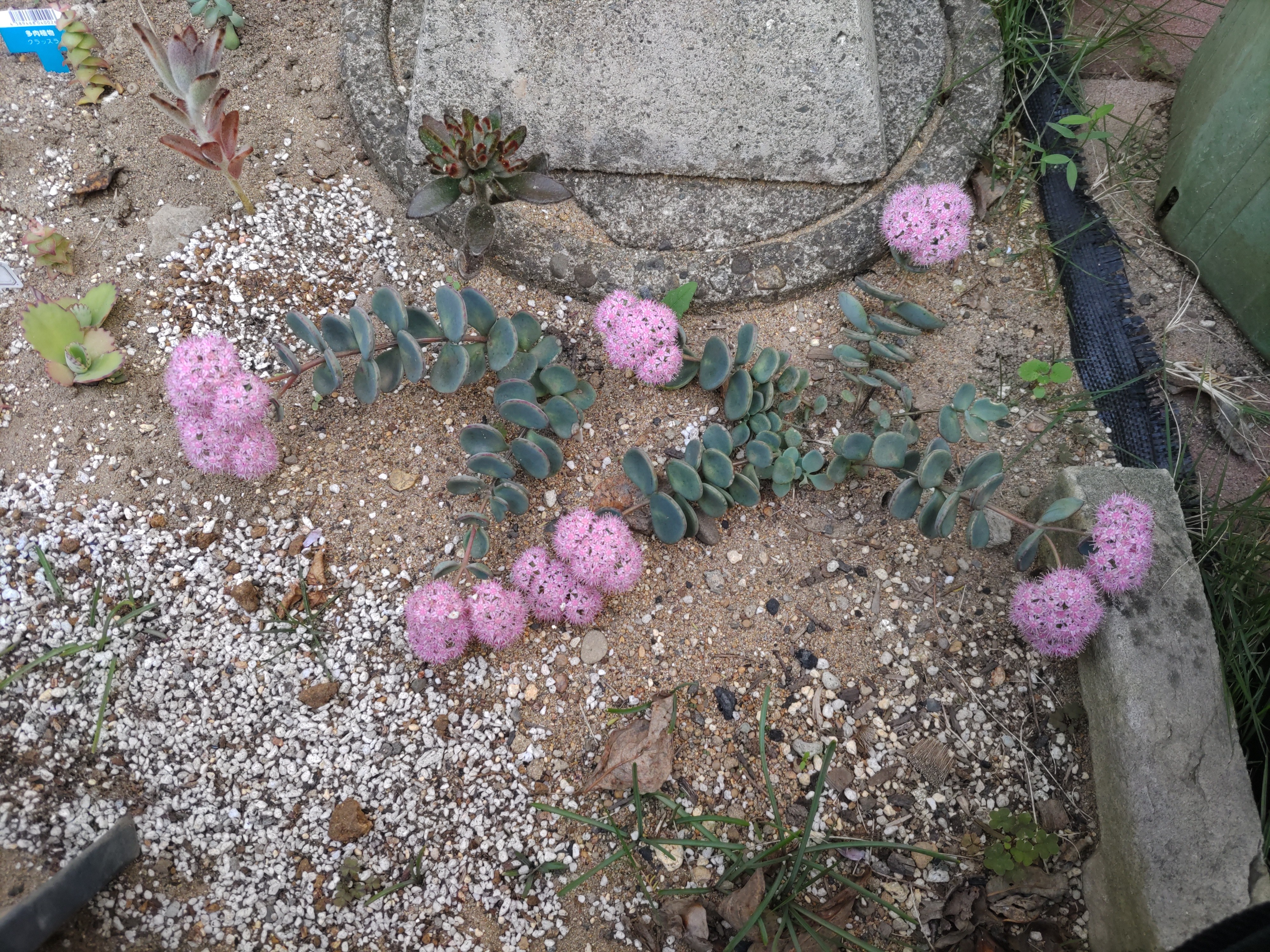f:id:ninasimone:20221022175632j:image