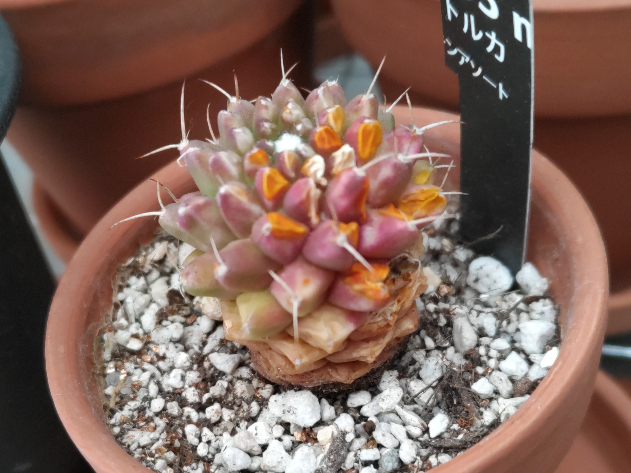 f:id:ninasimone:20221227181538j:image f:id:ninasimone:20221227181538j:image